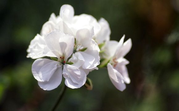 华为p9如何账户提醒